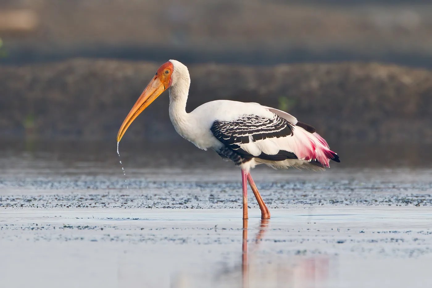 Flocks of Painted Storks & Lake Birding