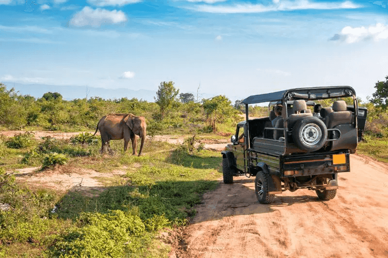 Udawalawe safari experience