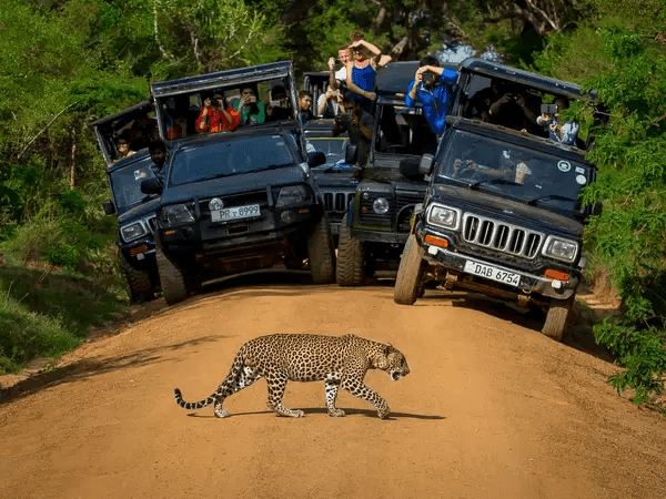 Open safari jeep tracking leopard in Wilpattu