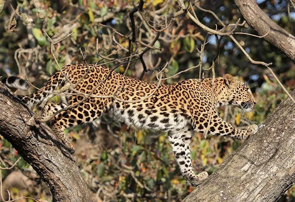 Wildlife Encounters